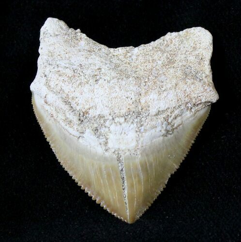 Large Squalicorax (Crow Shark) Fossil Tooth #19269
